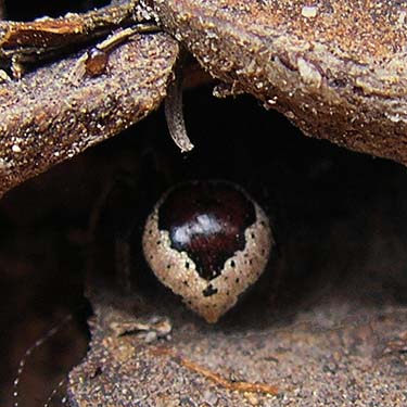 spider Euryopis formosa in pine cone, Thunder Lake, Yakima County, Washington