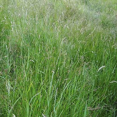 meadow grass, Fish Flats, Yakima County, Washington