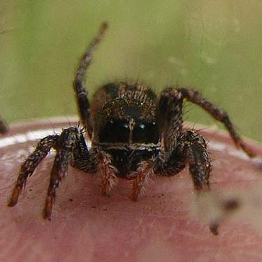female jumping spider Habronattus sansoni, Thunder Lake, Yakima County, Washington