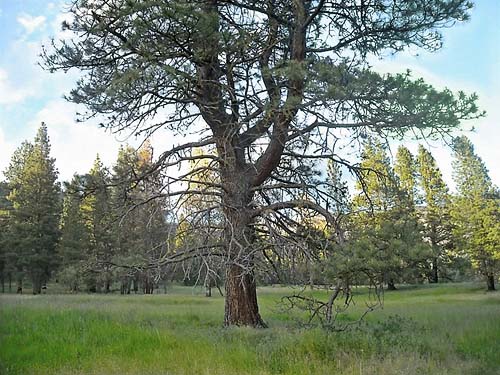 branched ponderosa pine tree, Fish Flats, Yakima County, Washington
