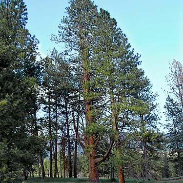 monster Ponderosa pine tree, Fish Flats, Yakima County, Washington