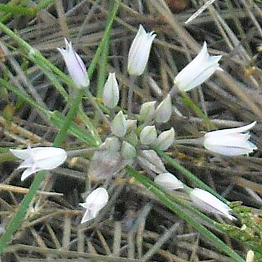 white flower perhaps Allium sp., Fish Flats, Yakima County, Washington