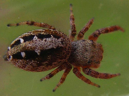 female jumping spider Pelegrina aeneola, Thunder Lake, Yakima County, Washington
