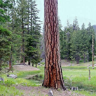 ponderosa pine tree at Thunder Lake, Yakima County, Washington