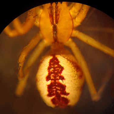sheetweb weaving spider Pityohyphantes sp #5, Thunder Lake, Yakima County, Washington