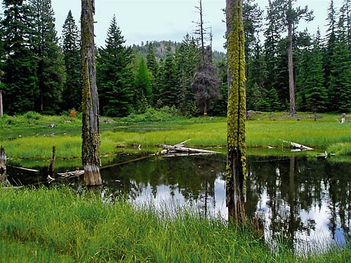 dead pine snags in pond, Thunder Lake, Yakima County, Washington