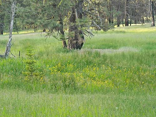 wet spring course in meadow, Fish Flats, Yakima County, Washington