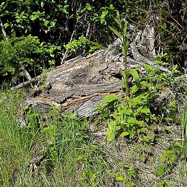 log with bark habitat, Tabook Point, Toandos Peninsula, Jefferson County, Washington