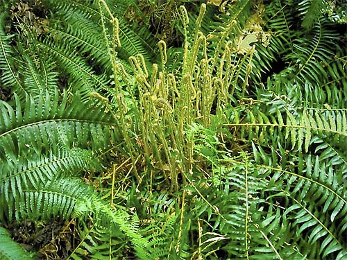 sword fern Polystichum munitum in gully, Tabook Point, Toandos Peninsula, Jefferson County, Washington