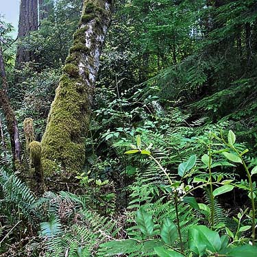 many forest habitats, north end of Silent Lake, Jefferson County, Washington