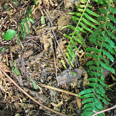 pocket of deep leaf litter in gully, Tabook Point, Toandos Peninsula, Jefferson County, Washington
