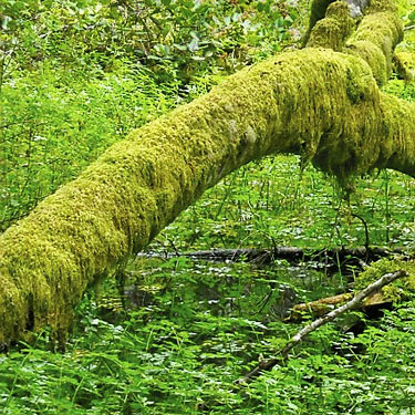 mossy trunk over shaded marsh, north end of Silent Lake, Jefferson County, Washington