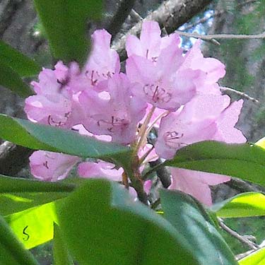 Rhododendron macrophyllum flower, north end of Silent Lake, Jefferson County, Washington