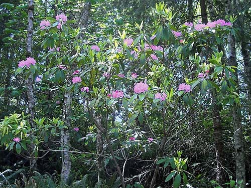 Rhododendron macrophyllum bush, north end of Silent Lake, Jefferson County, Washington