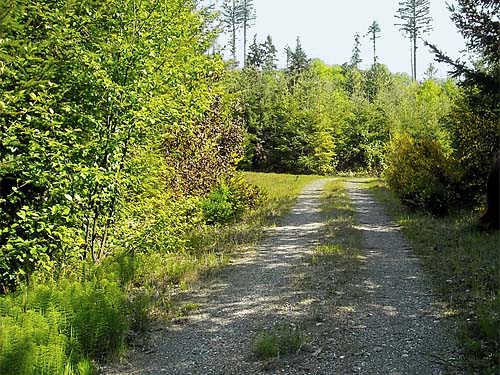 logging road through productive spider habitats, Tabook Point, Toandos Peninsula, Jefferson County, Washington