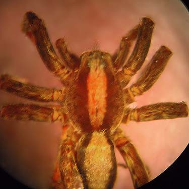 wolf spider Lycosidae, Tarentula (Alopecosa) kochii, Tabook Point, Toandos Peninsula, Jefferson County, Washington