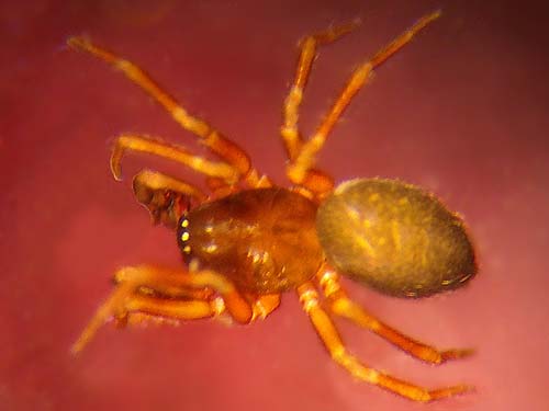 microspider Tiso vagans, Linyphiidae, from fir foliage, north end of Silent Lake, Jefferson County, Washington