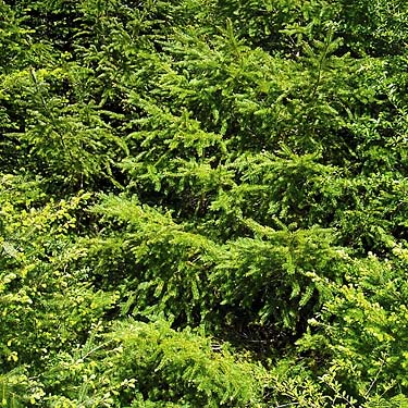 roadside wall of Douglas-fir foliage, Pseudotsuga menziesii, Tabook Point, Toandos Peninsula, Jefferson County, Washington