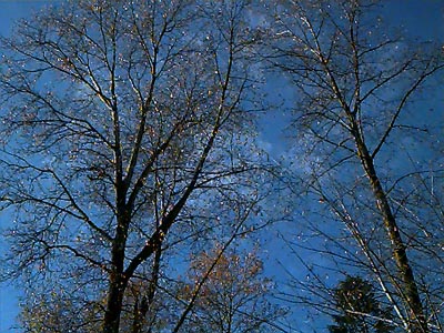 cottonwoods Populus trichocarpa, Cowlitz River south of Toledo, Washington