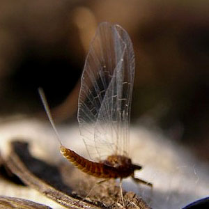 mayfly Ephemeroptera, Cowlitz River south of Toledo, Washington
