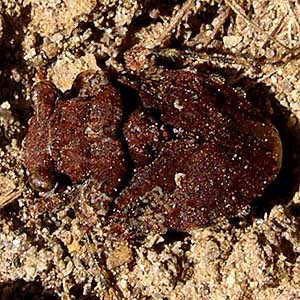 toad bug Gelastocoris oculatus Gelastocoridae beside Cowlitz River south of Toledo, Washington