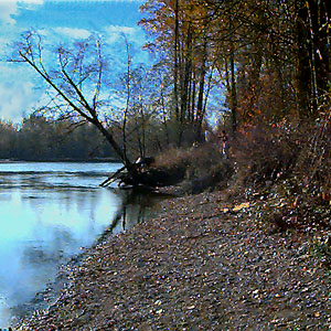 bank of Cowlitz River south of Toledo, Washington