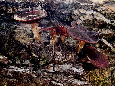 toadstools mushrooms along Cowlitz River south of Toledo, Washington