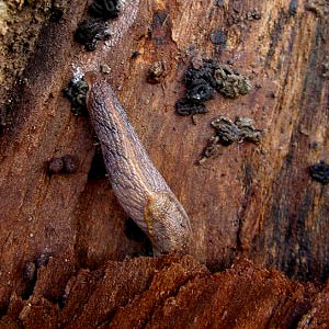 slug Prophysaon andersoni Arionidae, Cowlitz River south of Toledo, Washington