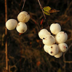snowberries, Symphoricarpos albus, Cowlitz River south of Toledo, Washington
