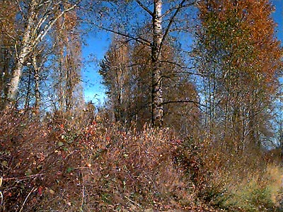 riparian cottonwood woodland Populus trichocarpa, Cowlitz River south of Toledo, Washington