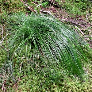 beargrass Xerophyllum tenax, Tolmie Creek, Pierce County, Washington