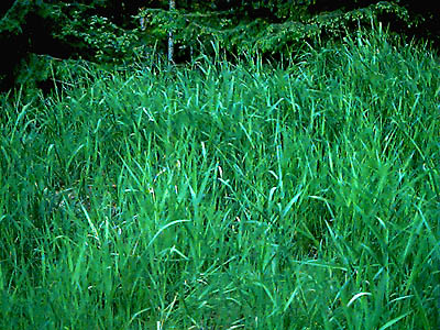 grassy roadside field, Carbon River Road near Tolmie Creek, Pierce County, Washington