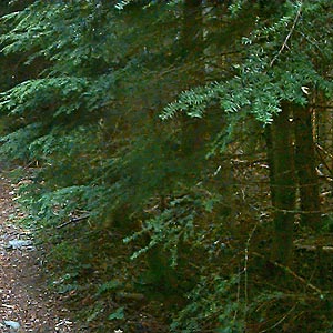 western hemlock Tsuga heterophylla, Tolmie Creek, Pierce County, Washington