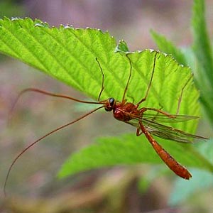 Megarhyssa sp. male Ichneumonidae, Tolmie Creek, Pierce County, Washington