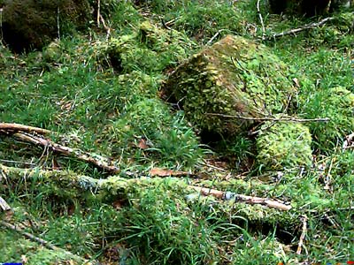 mossy boulders, Tolmie Creek, Pierce County, Washington