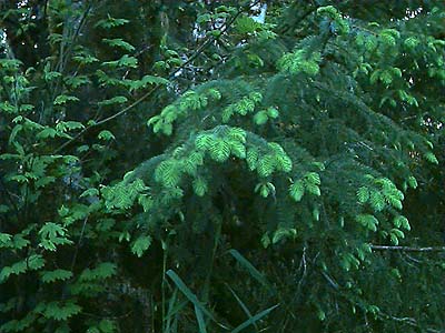 Sitka spruce Picea sitchensis, Carbon River Road near Tolmie Creek, Pierce County, Washington