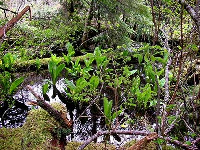 swamp, Tolmie Creek, Pierce County, Washington