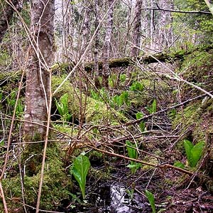 alder swamp, Tolmie Creek, Pierce County, Washington