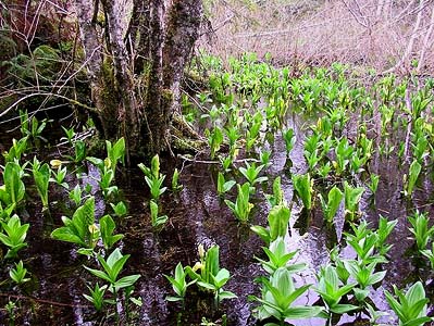 swamp with Lysichiton and Veratrum, Tolmie Creek, Pierce County, Washington
