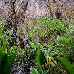 Lysichiton americanum skunk cabbage in swamp, Tolmie Creek, Pierce County, Washington