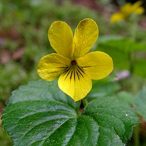 Viola orbiculata, Tolmie Creek, Pierce County, Washington