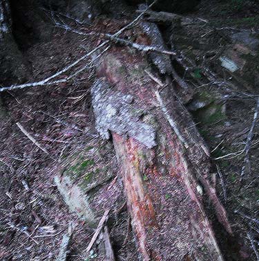 bark and wood fragments, Sink Lake, Townsend Creek, Jefferson County, Washington