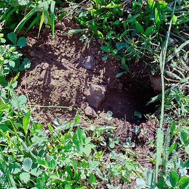 burrow possibly of marmot, Mt. Townsend trail, Jefferson County, Washington