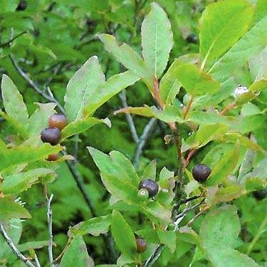 delicious huckleberries, Mt. Townsend trail, Jefferson County, Washington