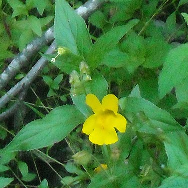 monkey-flower, Mimulus dentatus, Mt. Townsend trail, Jefferson County, Washington