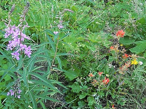 Epilobium and Castilleja flowers, subalpine meadow, Mt. Townsend trail, Jefferson County, Washington