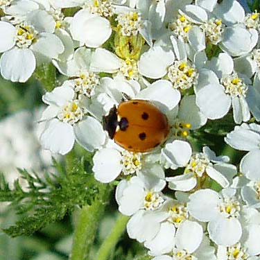 coccinellid ladybird beetle Coccinella nivicola on Heracleum flower, Mt. Townsend trail, Jefferson County, Washington