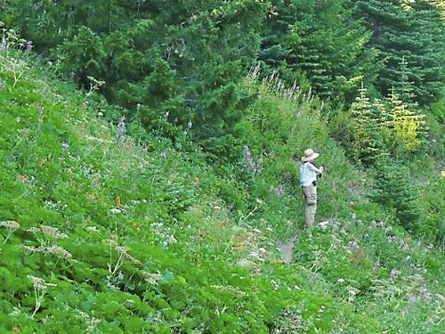Laurel Ramseyer in subalpine meadow, Mt. Townsend trail, Jefferson County, Washington