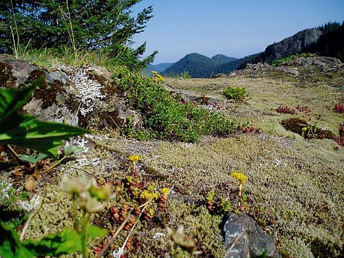 mossy outcrop with stonecrop, Mt. Townsend trail, Jefferson County, Washington