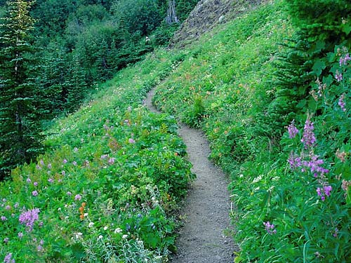 subalpine meadow in shade, Mt. Townsend trail, Jefferson County, Washington